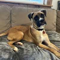 Enlarge Mojo, a Adoptable mixed breed in Davis, CA image 2/2