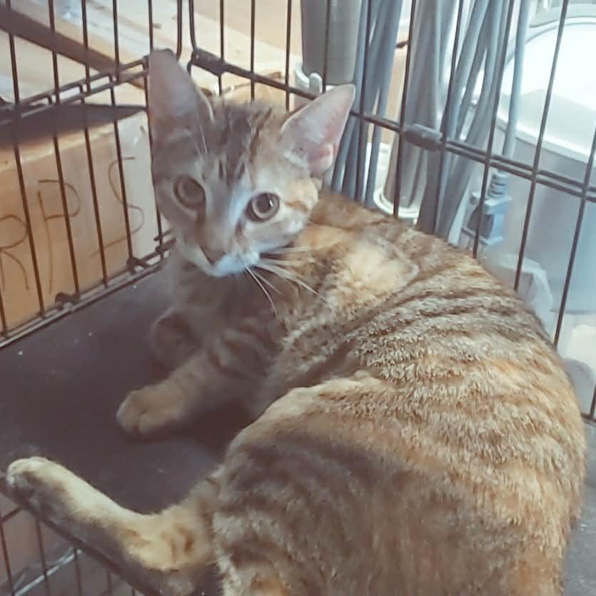 autumn, Adoptable, Young Female American Shorthair.