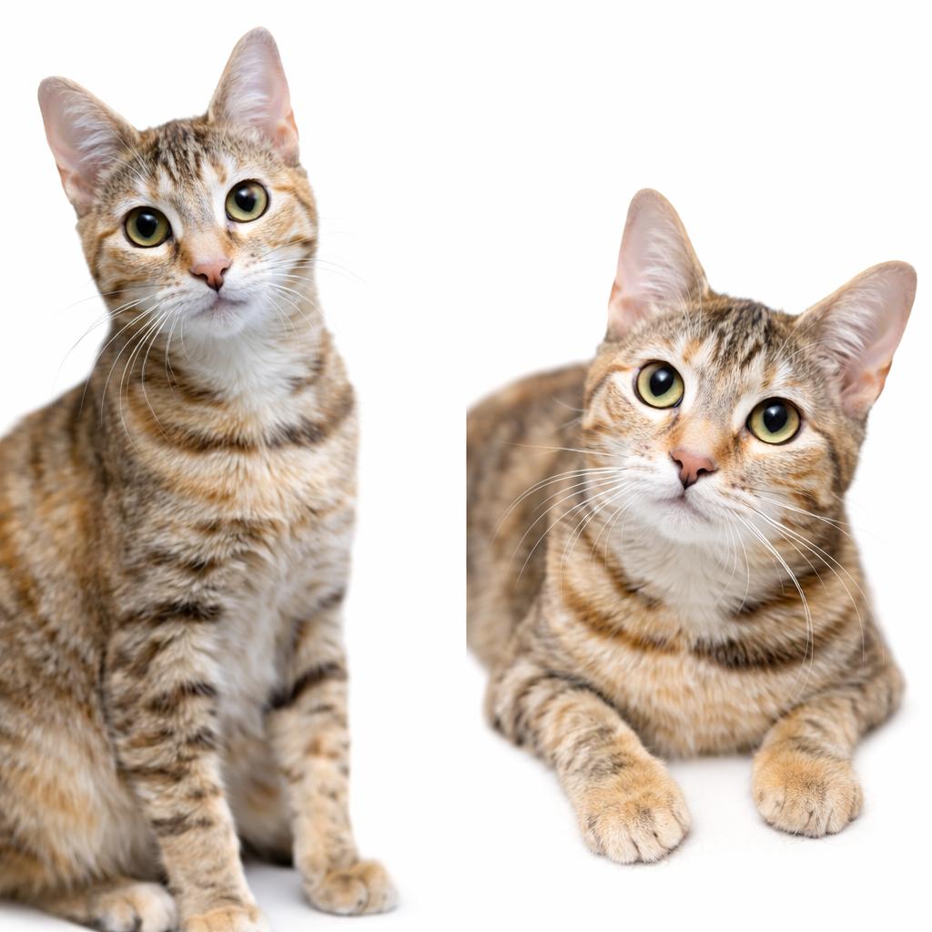 Enlarge autumn, a Adoptable American Shorthair in Eufaula, AL image 2/2
