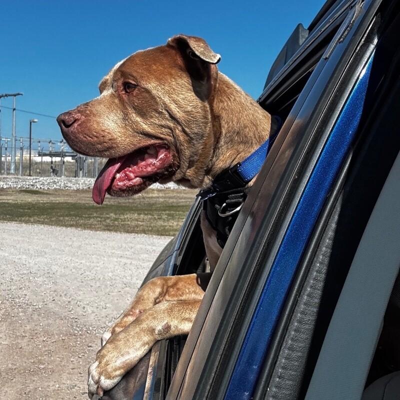 Enlarge STANLEY BUTTERBALL, a Adoptable Pit Bull Terrier in lawton, OK image 1/6