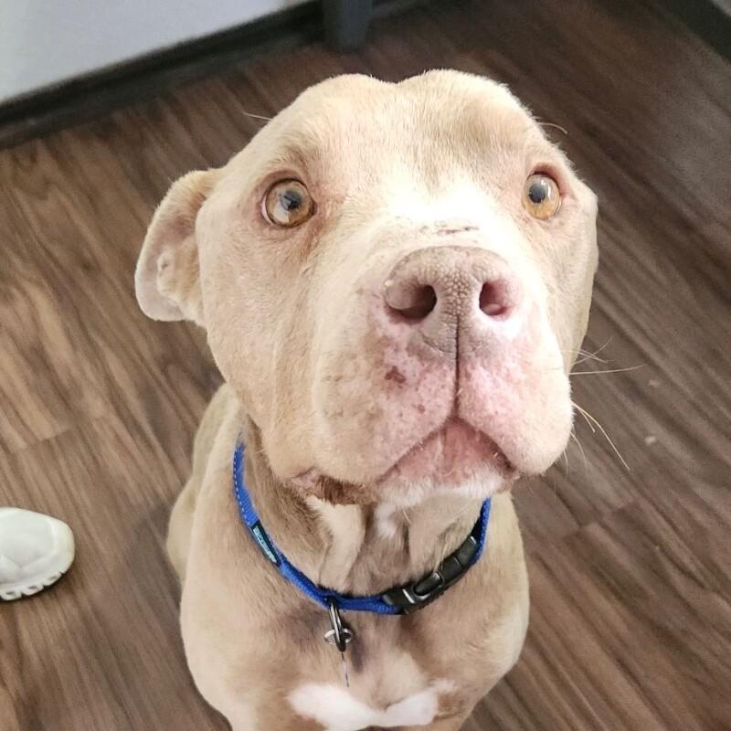 Enlarge STANLEY BUTTERBALL, a Adoptable Pit Bull Terrier in lawton, OK image 2/6