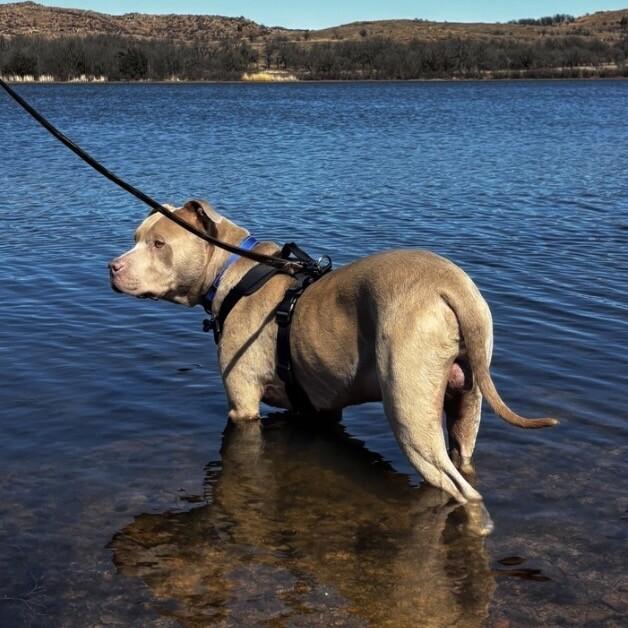 Enlarge STANLEY BUTTERBALL, a Adoptable Pit Bull Terrier in lawton, OK image 3/6