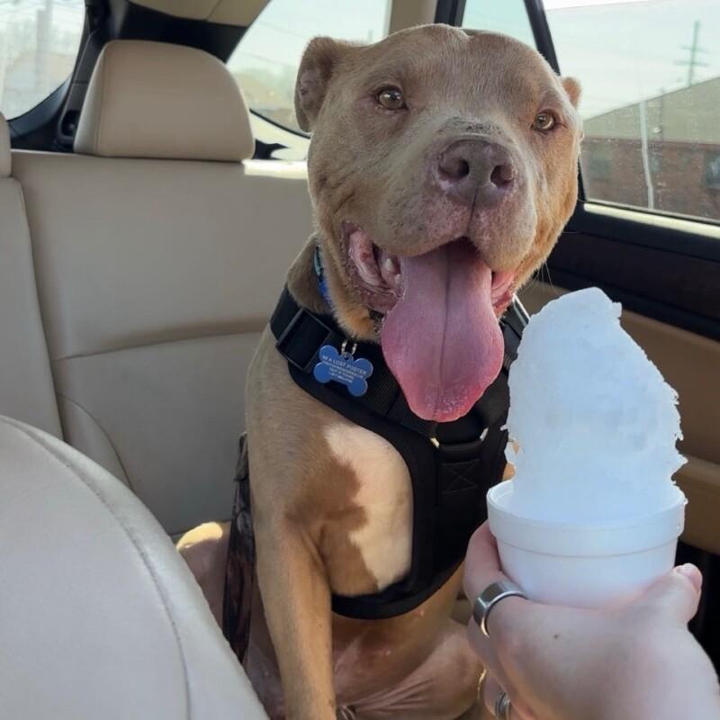 Enlarge STANLEY BUTTERBALL, a Adoptable Pit Bull Terrier in lawton, OK image 4/6