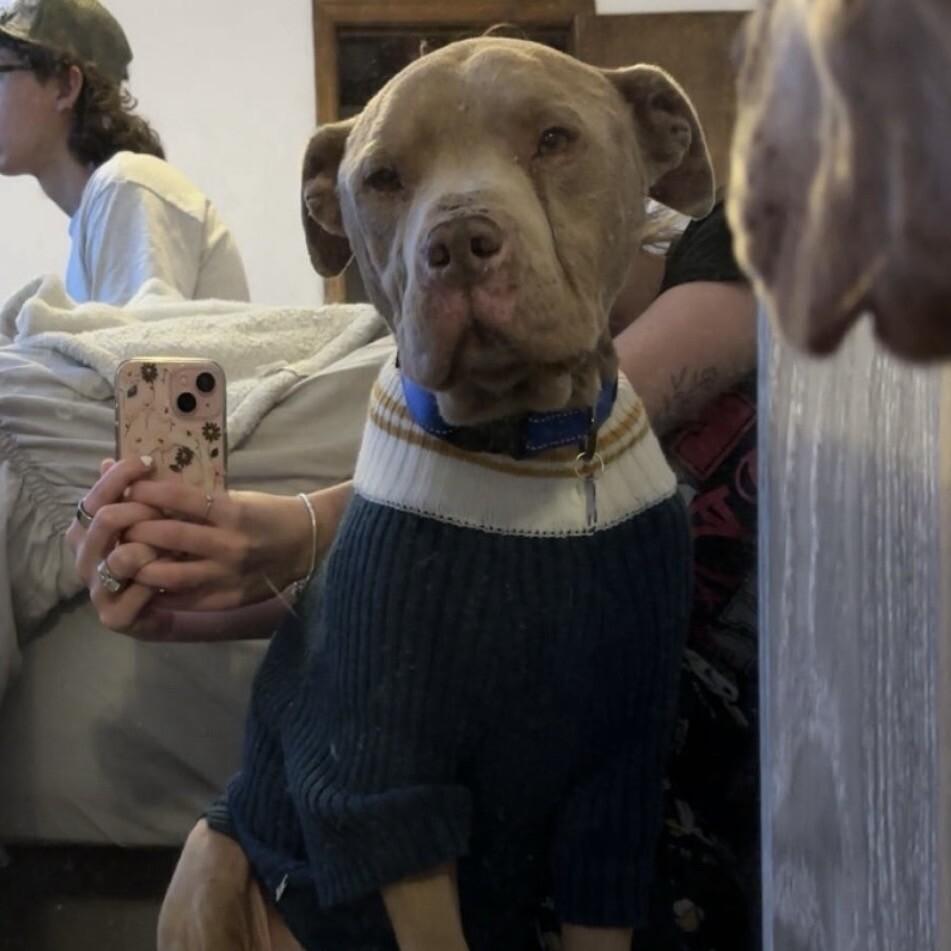 Enlarge STANLEY BUTTERBALL, a Adoptable Pit Bull Terrier in lawton, OK image 5/6