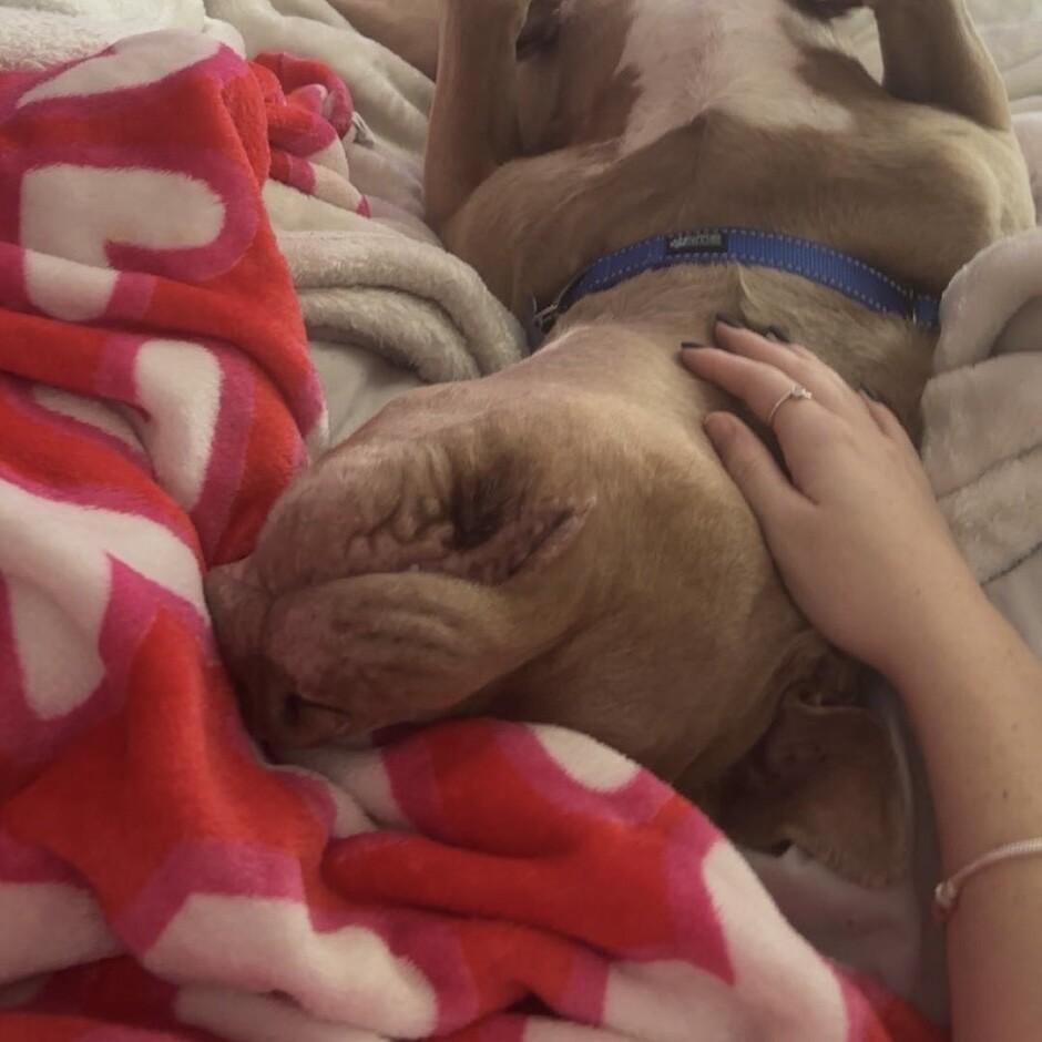 Enlarge STANLEY BUTTERBALL, a Adoptable Pit Bull Terrier in lawton, OK image 6/6