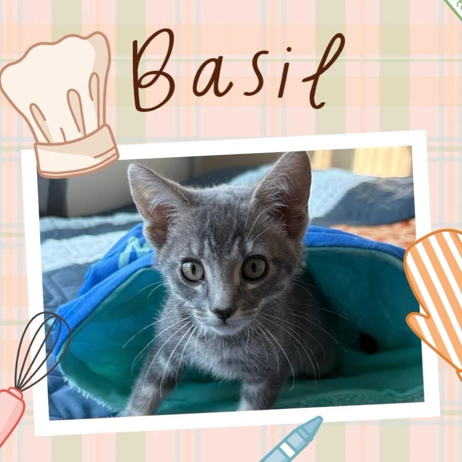 Basil, Adoptable, Kitten Male Domestic Short Hair.