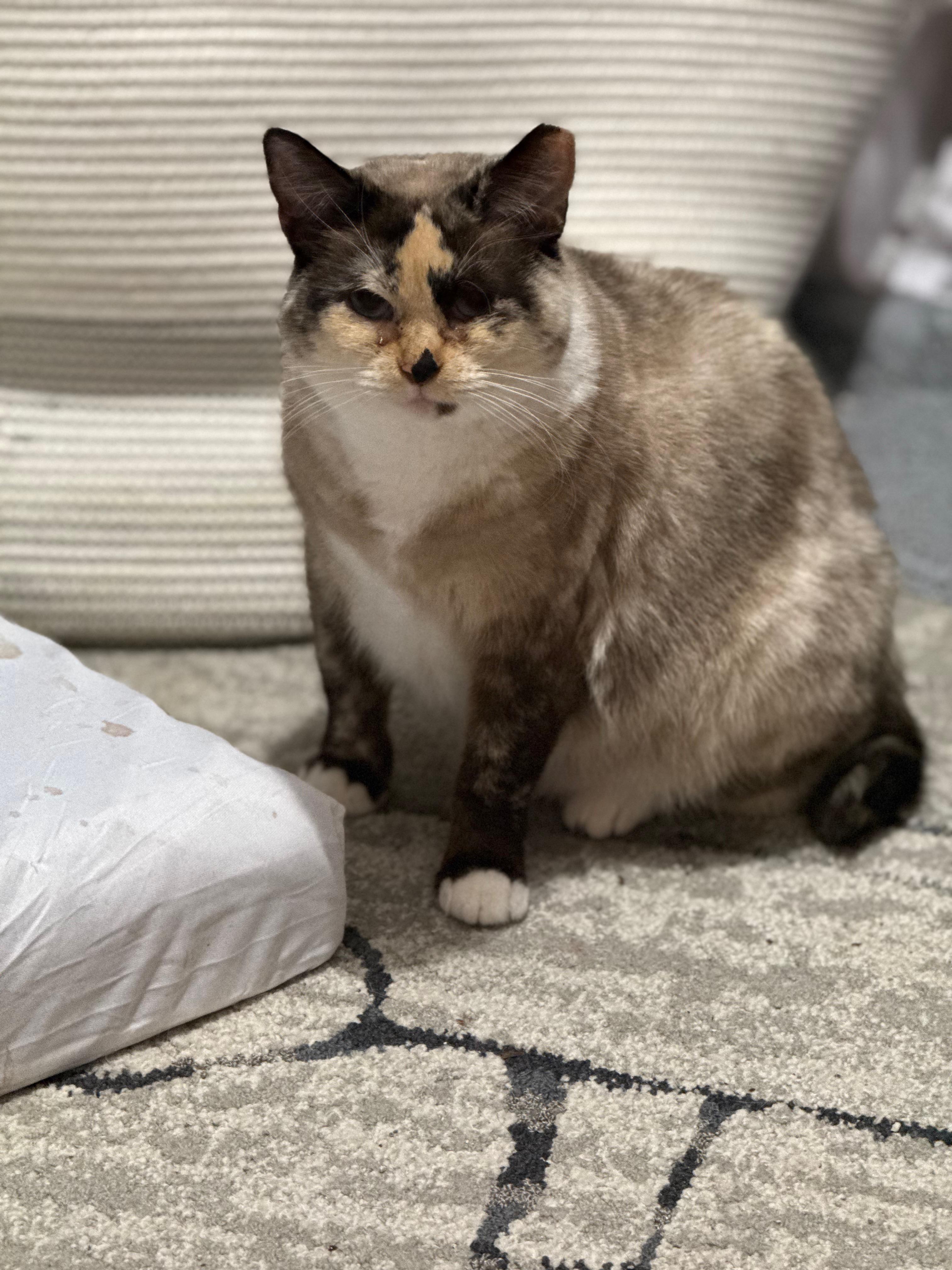 Caramel Mocha Latte, an adoptable Snowshoe, Domestic Short Hair in Xenia, OH, 45385 | Photo Image 3