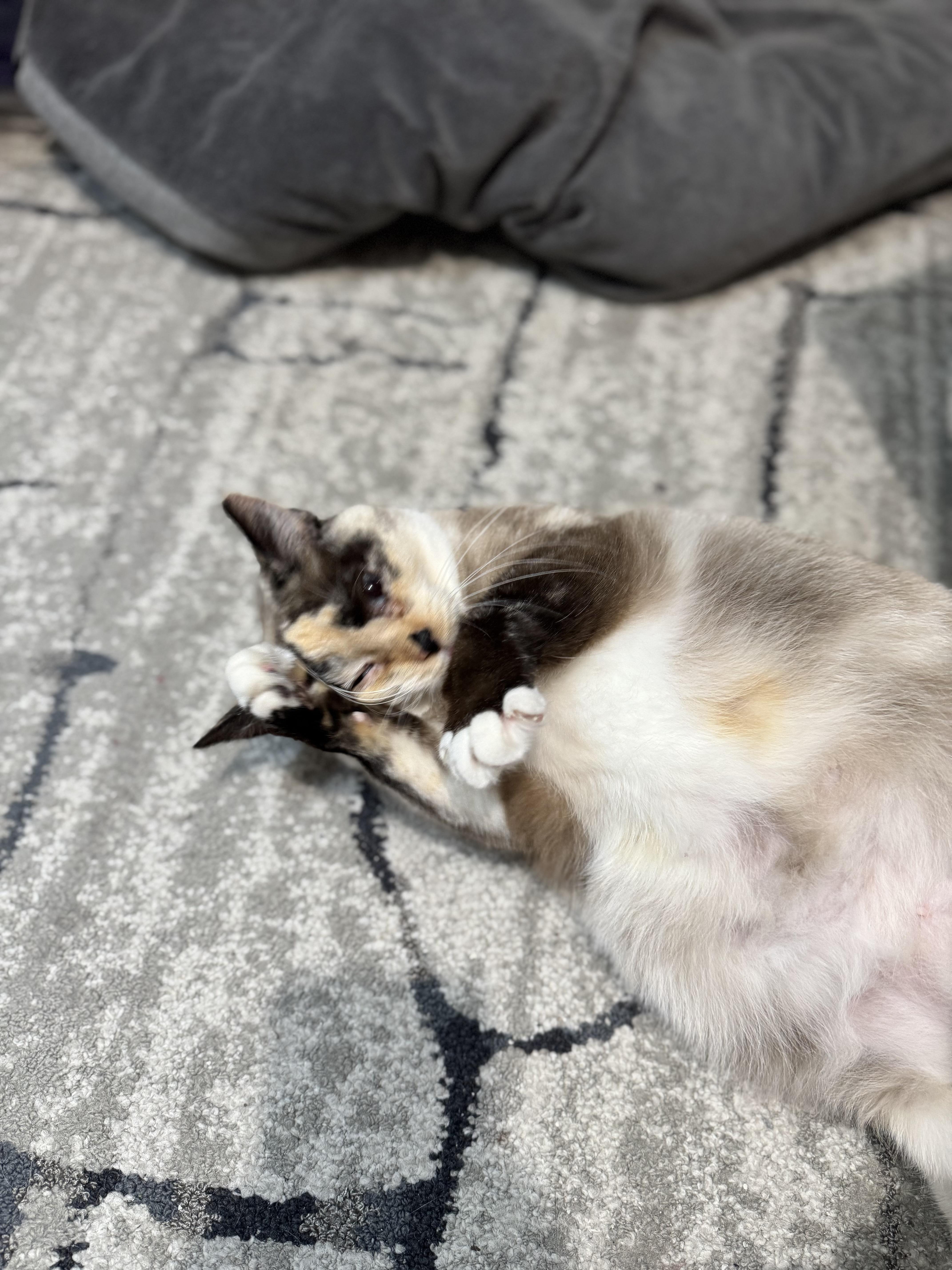 Caramel Mocha Latte, an adoptable Snowshoe, Domestic Short Hair in Xenia, OH, 45385 | Photo Image 2
