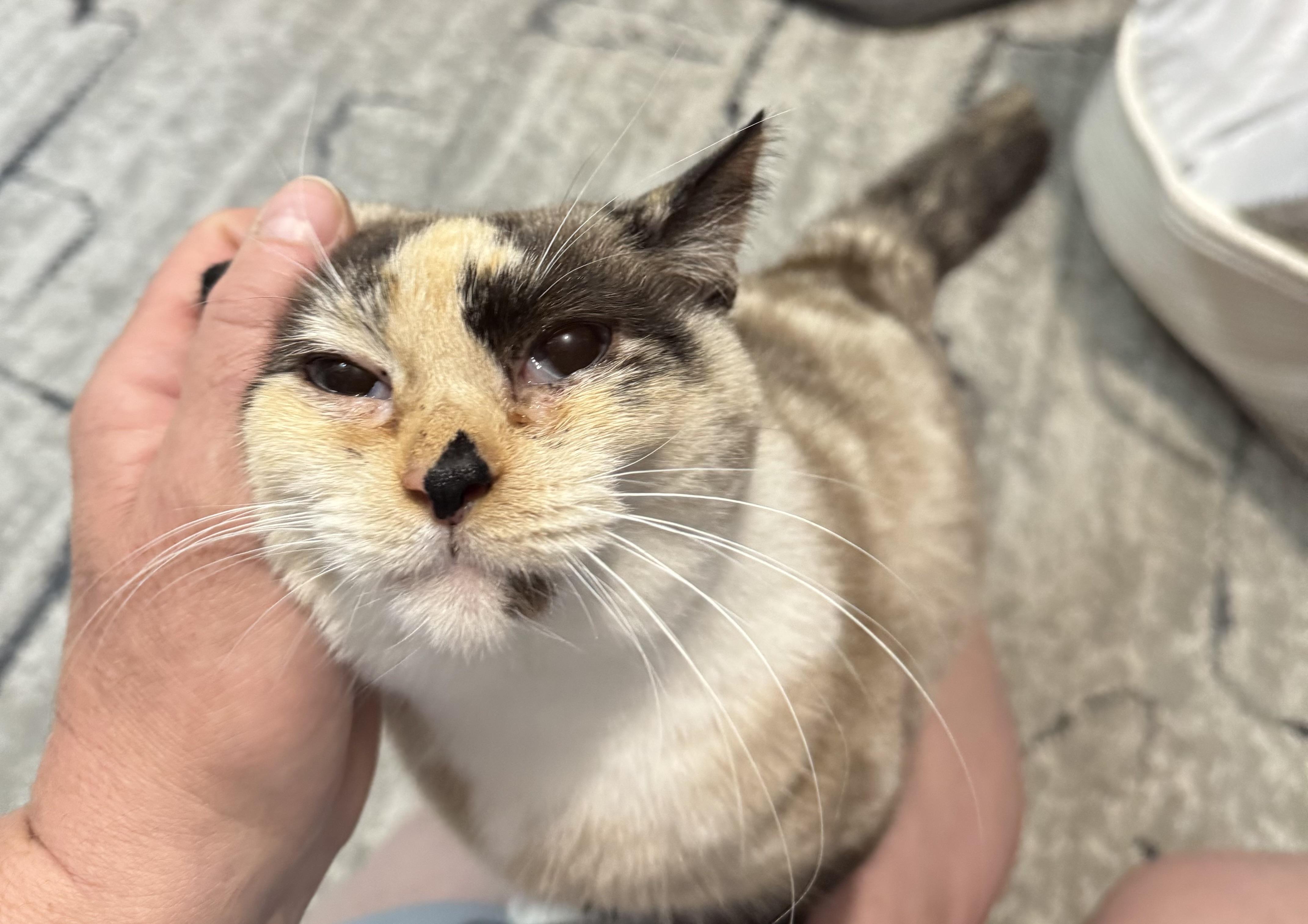 Caramel Mocha Latte, a Adopted mixed breed in Xenia, OH image 1/4