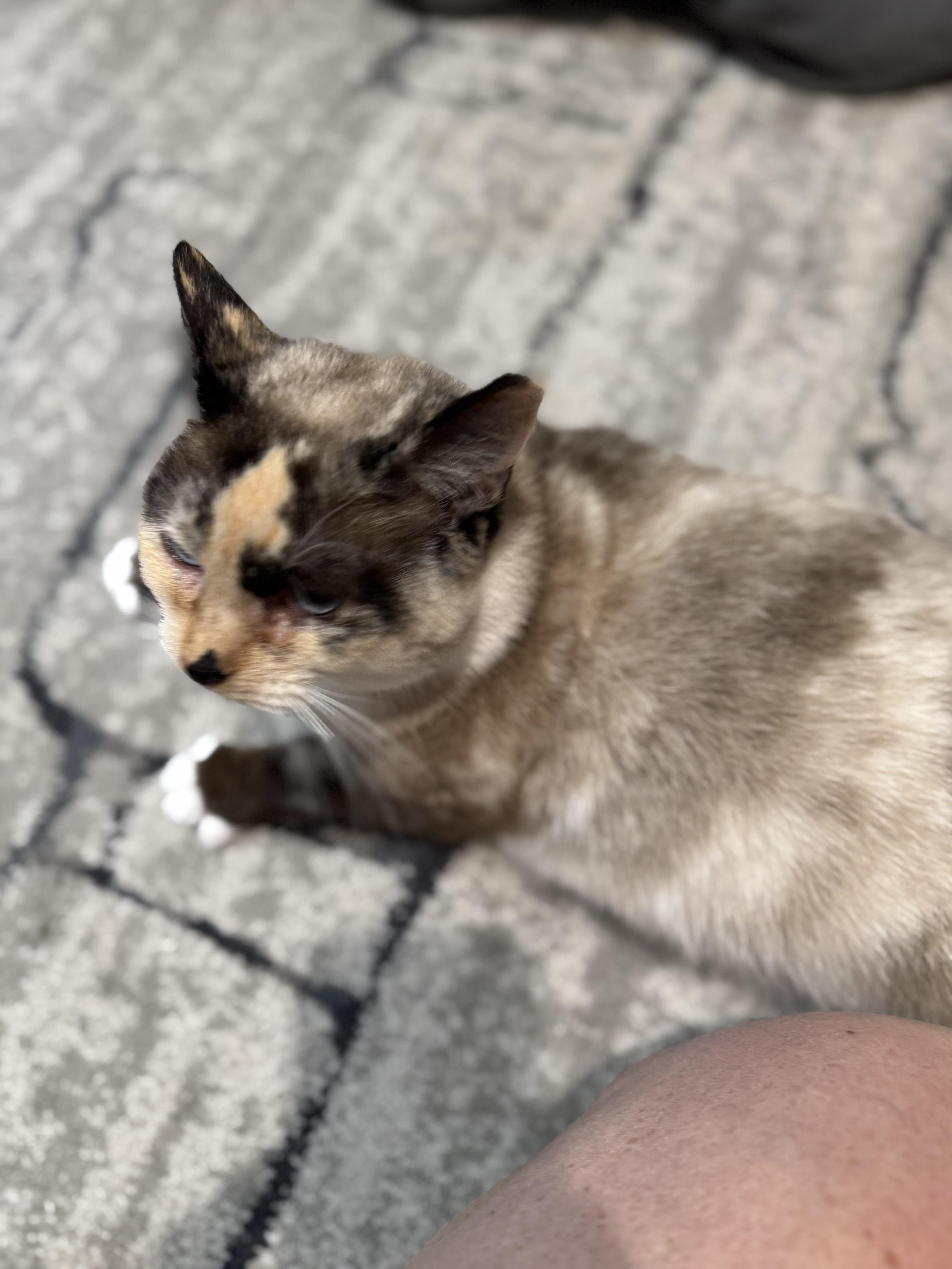 Caramel Mocha Latte, an adoptable Snowshoe, Domestic Short Hair in Xenia, OH, 45385 | Photo Image 4