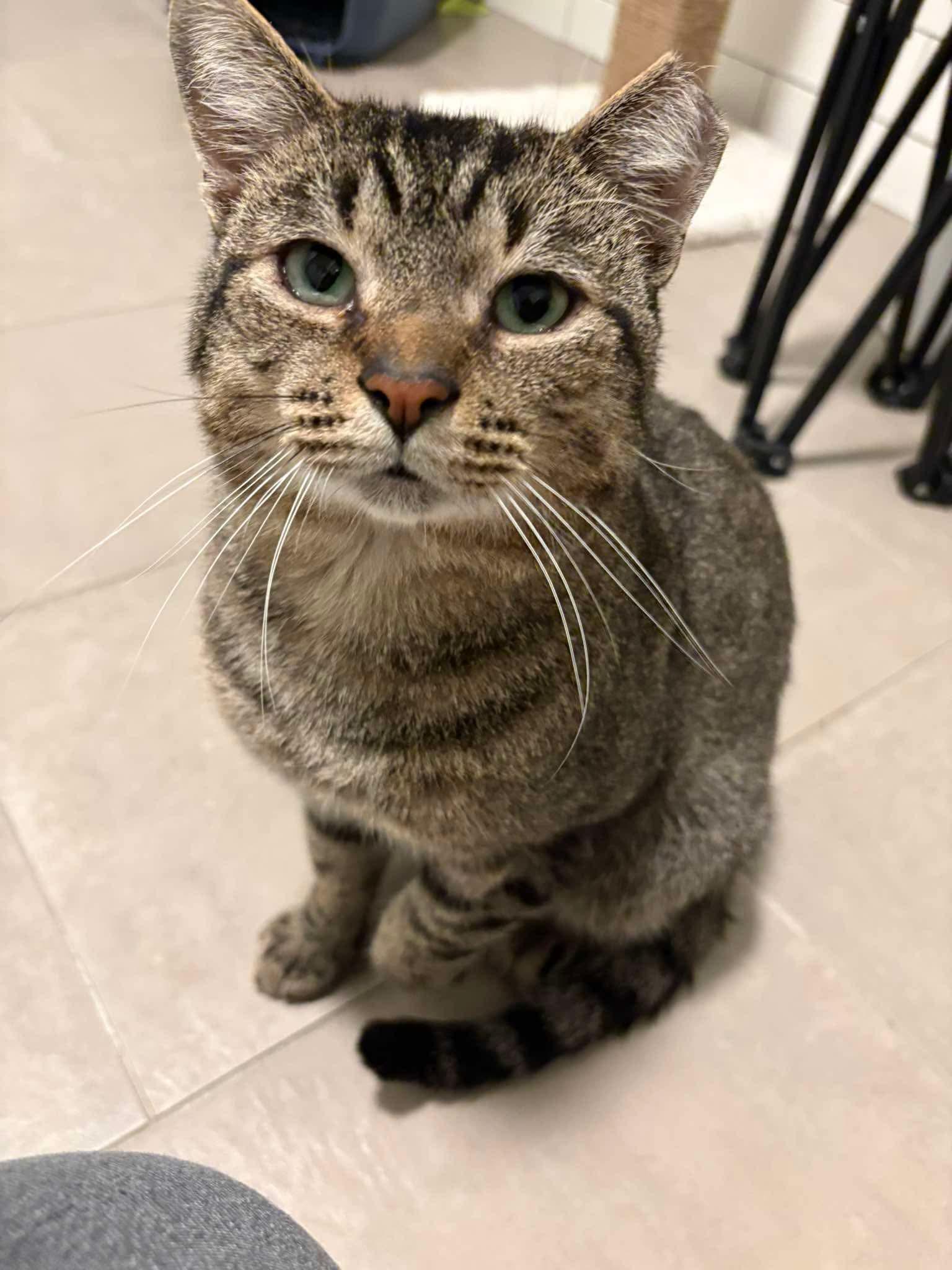 Hubert, Adoptable, Adult Male Domestic Short Hair.