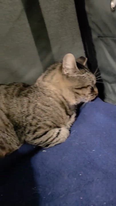 Enlarge Hubert, a Adoptable mixed breed in Chicago, IL video 5/6
