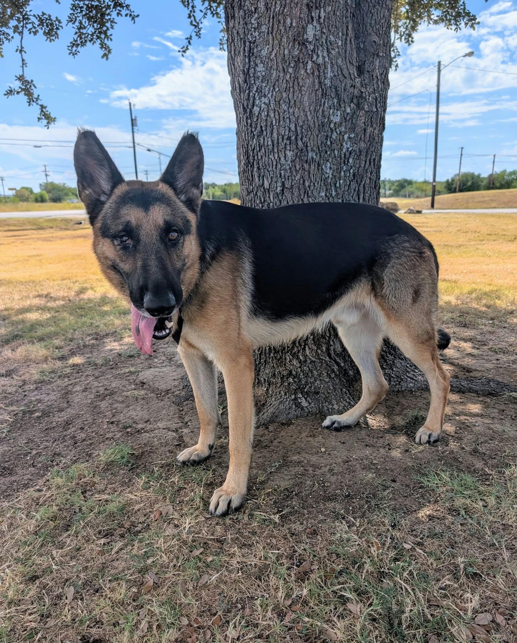 Delgado, Adoptable, Adult Male German Shepherd Dog.