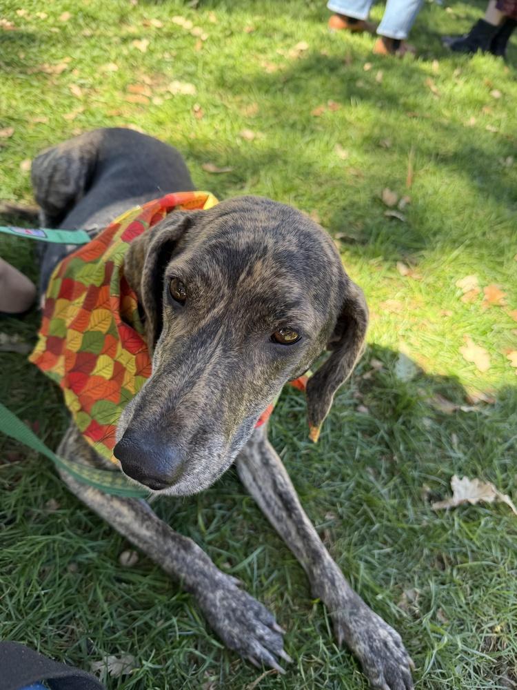 Enlarge Princess Storm, a Adoptable mixed breed in Waunakee, WI image 1/6