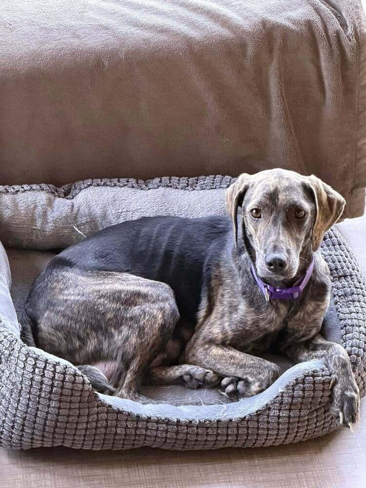 Princess Storm, a Adoptable mixed breed in Waunakee, WI image 1/5