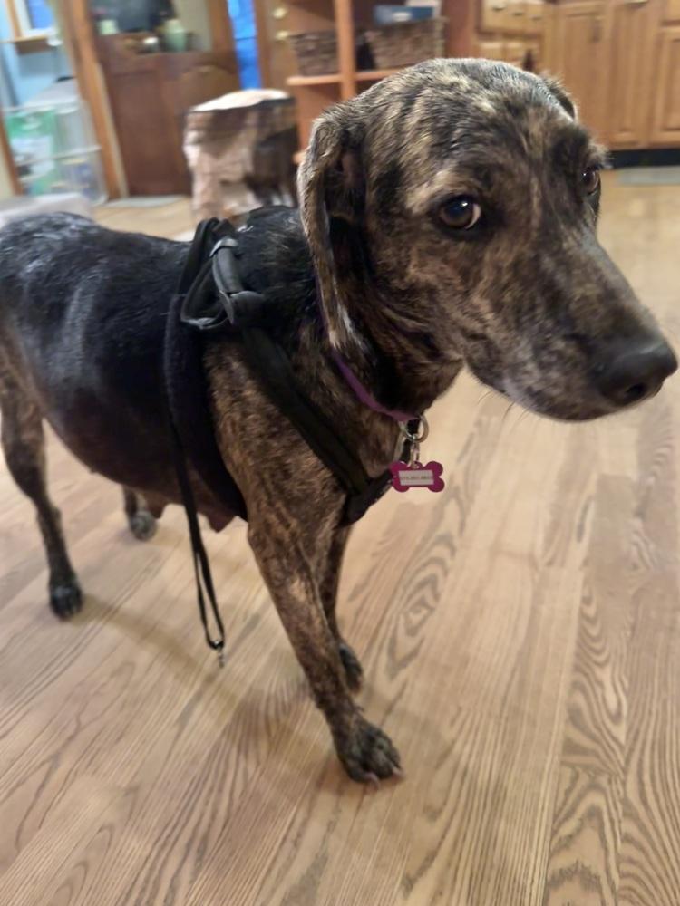 Princess Storm, a Adoptable mixed breed in Waunakee, WI image 2/5