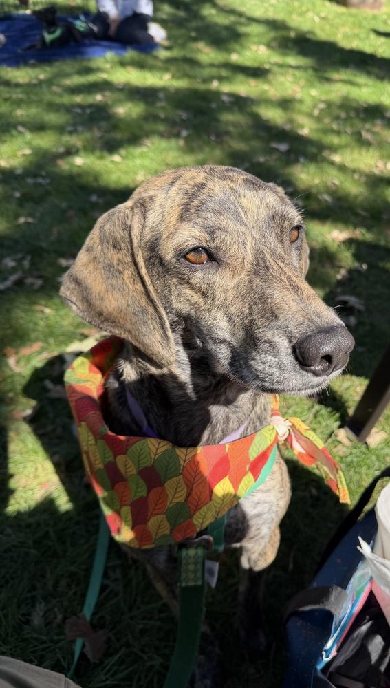 Enlarge Princess Storm, a Adoptable mixed breed in Waunakee, WI image 3/6