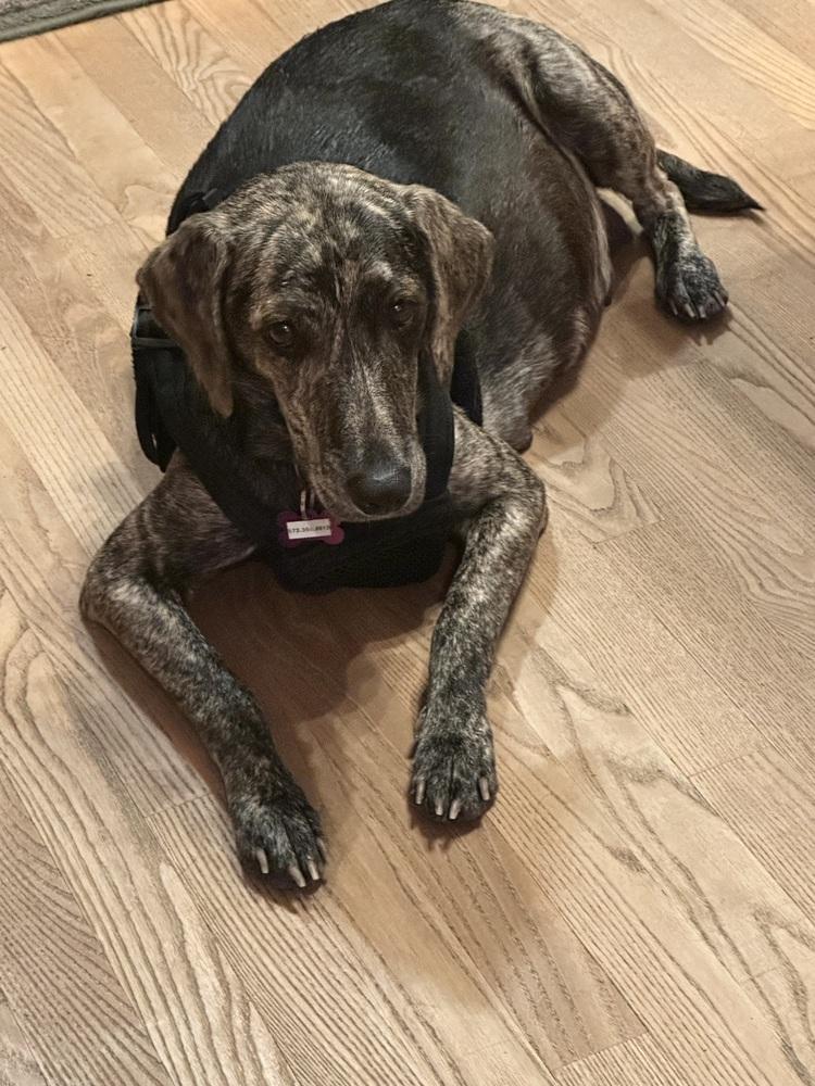 Princess Storm, a Adoptable mixed breed in Waunakee, WI image 3/5