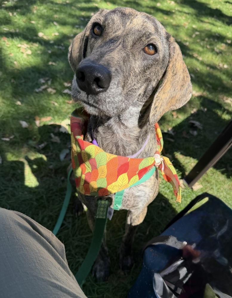 Enlarge Princess Storm, a Adoptable mixed breed in Waunakee, WI image 4/6
