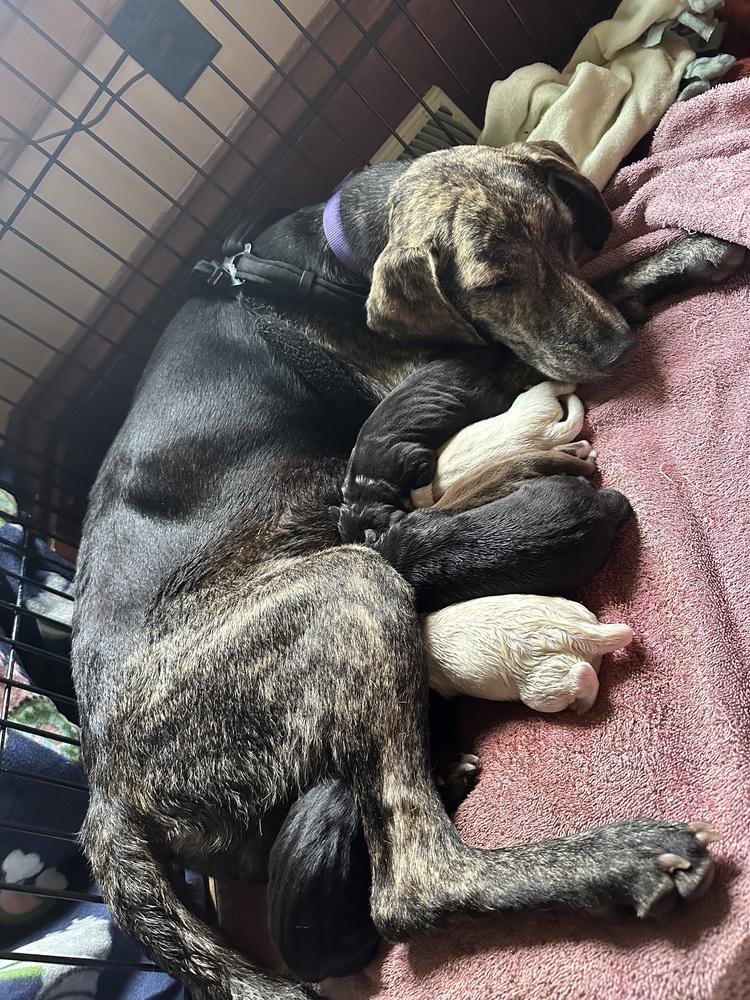 Princess Storm, a Adoptable mixed breed in Waunakee, WI image 4/5