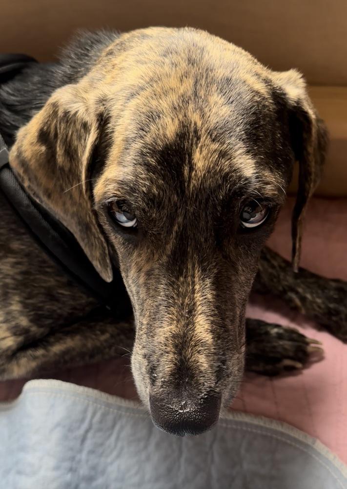 Princess Storm, a Adoptable mixed breed in Waunakee, WI image 5/5