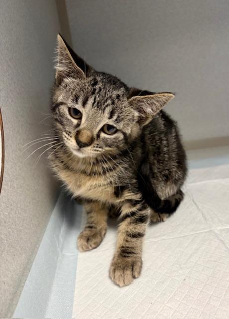 Sabrina, adoptable, Kitten Female Domestic Short Hair.