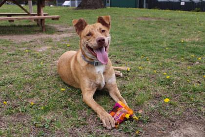 Duke, Adoptable, Adult Male Mixed Breed & Mixed Breed.