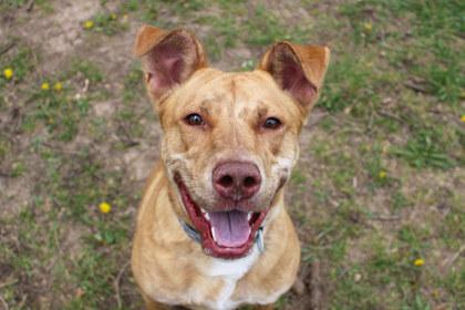Enlarge Duke, a Adoptable mixed breed in Kansas City, MO image 2/3
