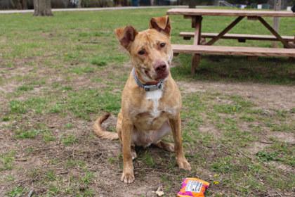 Enlarge Duke, a Adoptable mixed breed in Kansas City, MO image 3/3