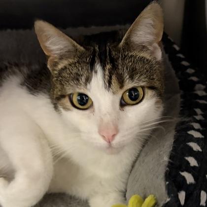 Enlarge Precious, an adopted Domestic Short Hair in North Myrtle Beach, SC image 2/4