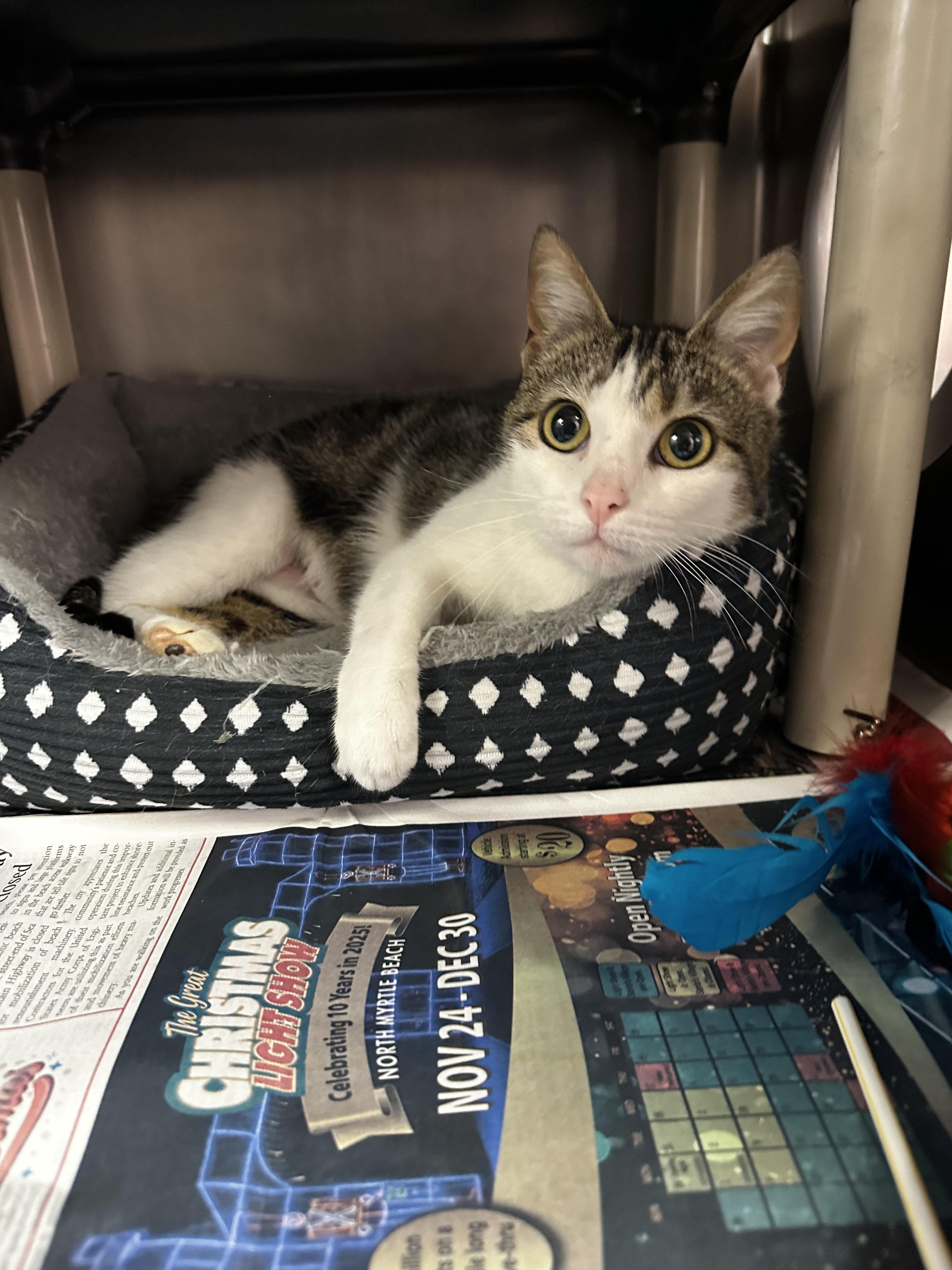 Enlarge Precious, an adopted Domestic Short Hair in North Myrtle Beach, SC image 4/4