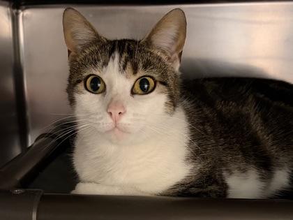 Enlarge Precious, an adopted Domestic Short Hair in North Myrtle Beach, SC image 3/4