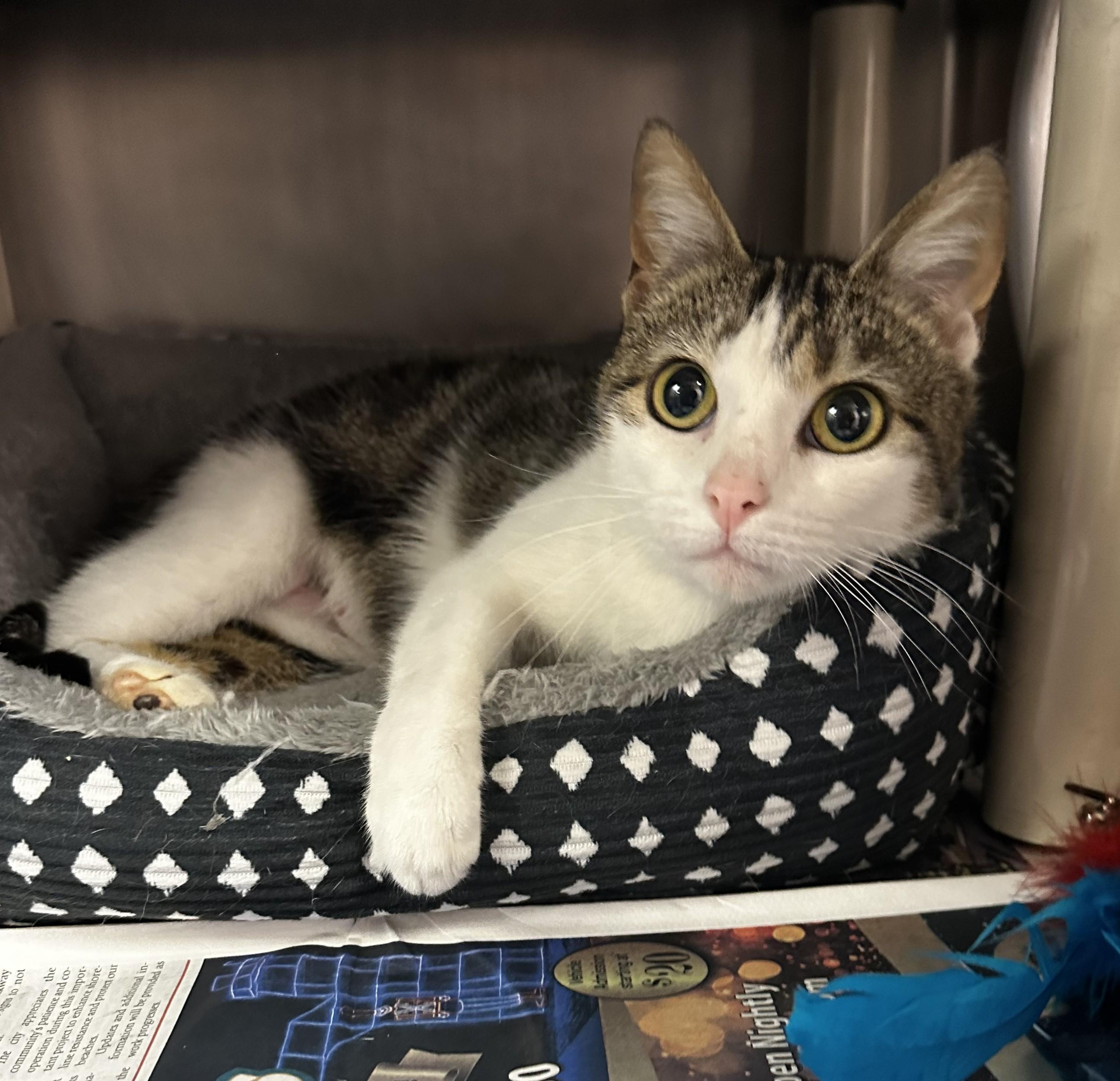 Enlarge Precious, an adopted Domestic Short Hair in North Myrtle Beach, SC image 1/4
