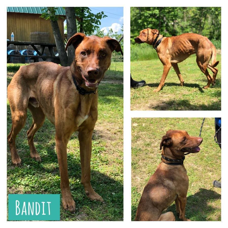 Enlarge Bandit, a Adoptable mixed breed in Huntington, WV image 2/6
