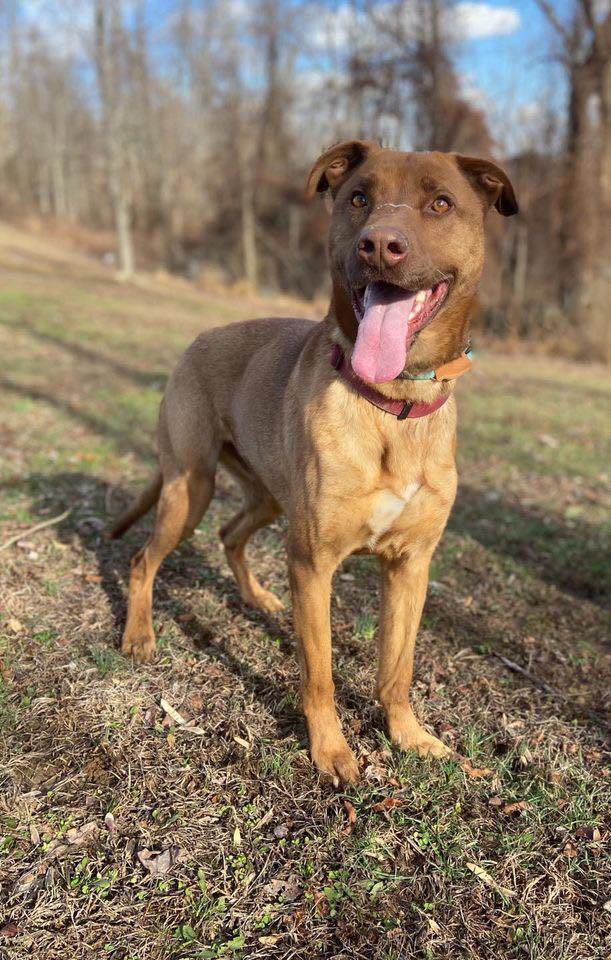 Enlarge Bandit, a Adoptable mixed breed in Huntington, WV image 3/6