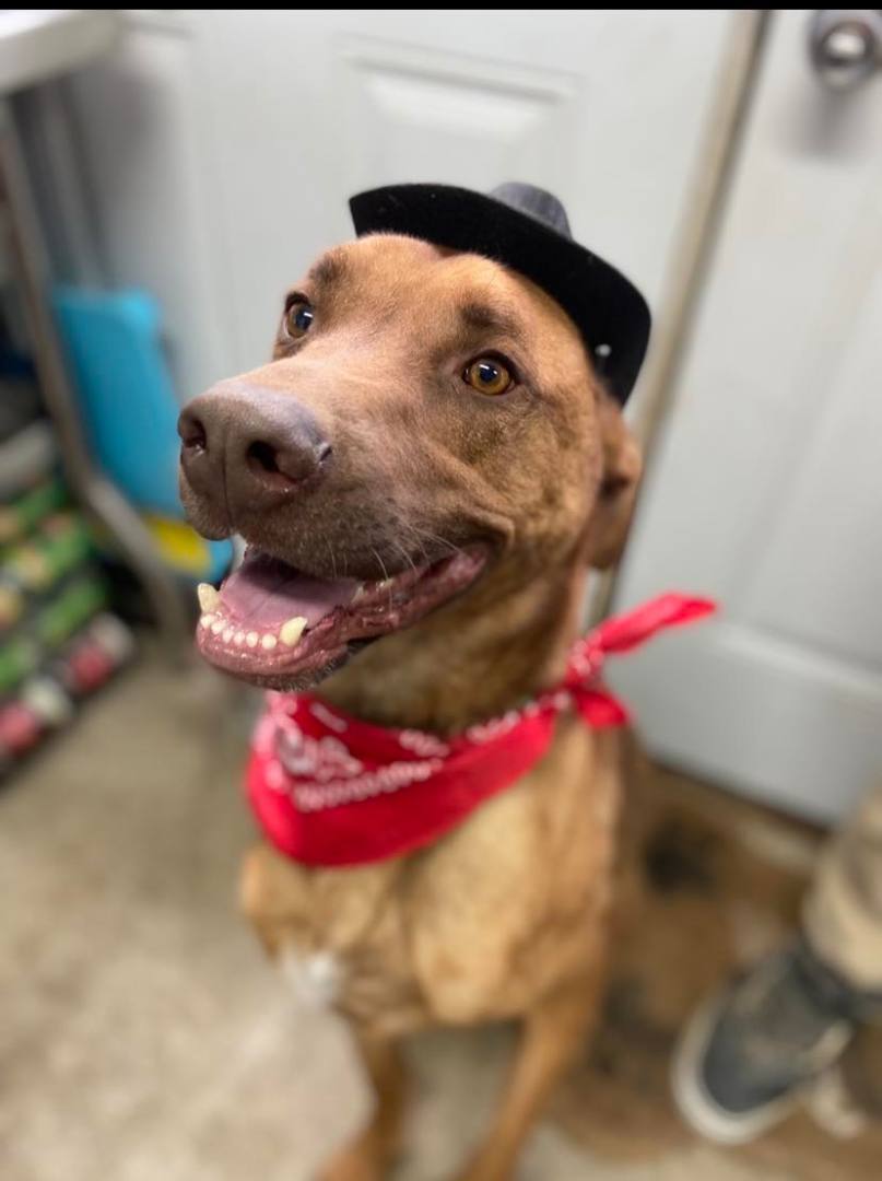 Enlarge Bandit, a Adoptable mixed breed in Huntington, WV image 5/6