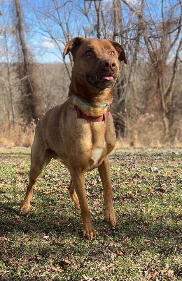 Enlarge Bandit, a Adoptable mixed breed in Huntington, WV image 6/6