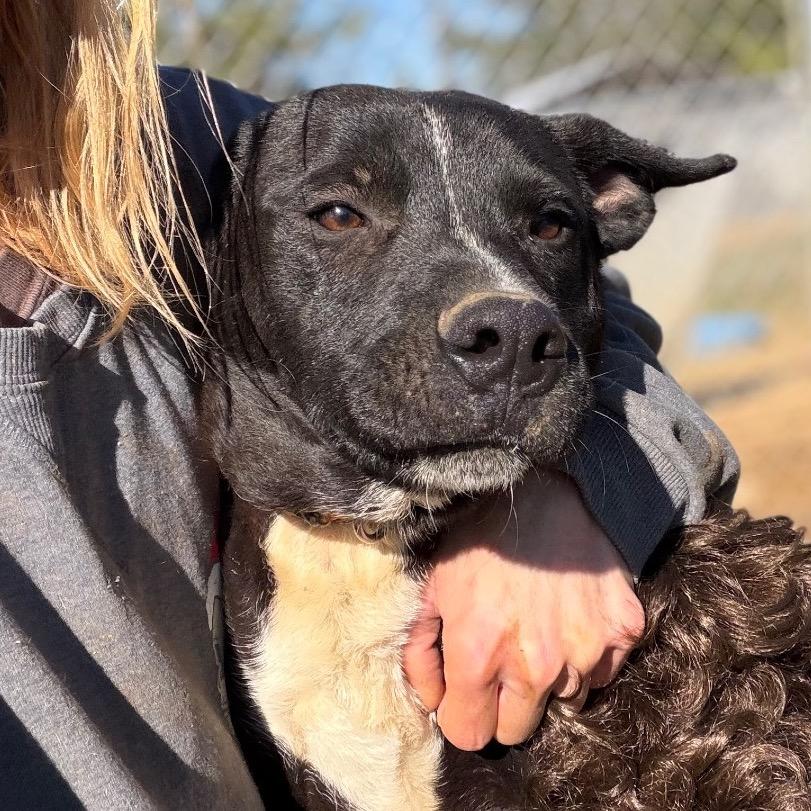 Boomer, Adoptable, Young Male Mixed Breed.