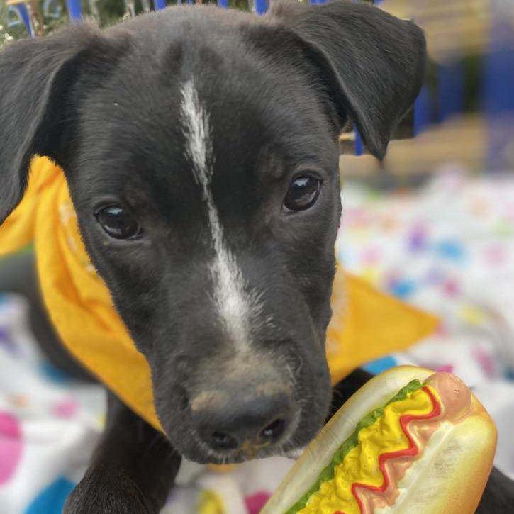 Boomer, Adoptable, Young Male Mixed Breed.