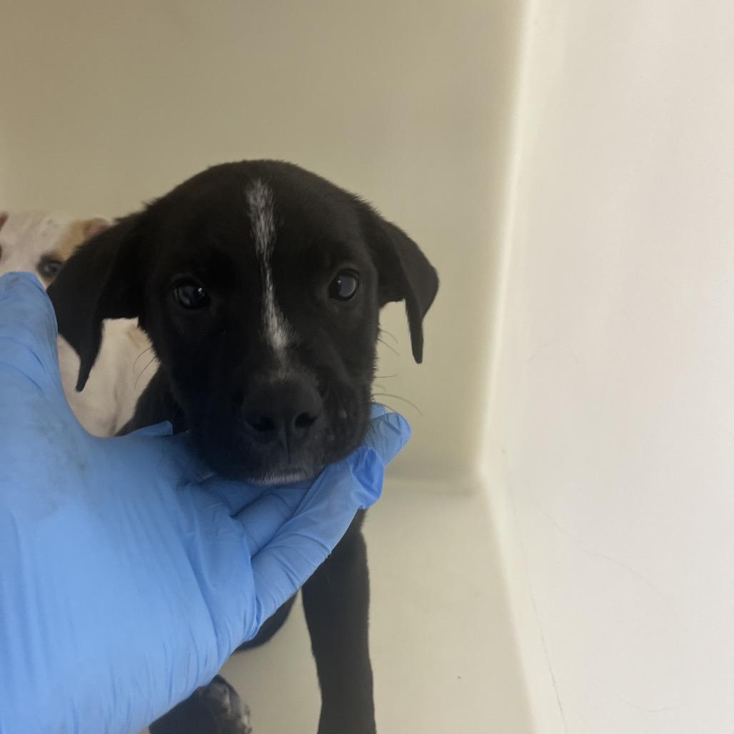 Enlarge Boomer, a Adoptable Mixed Breed in Parrish, AL image 2/6