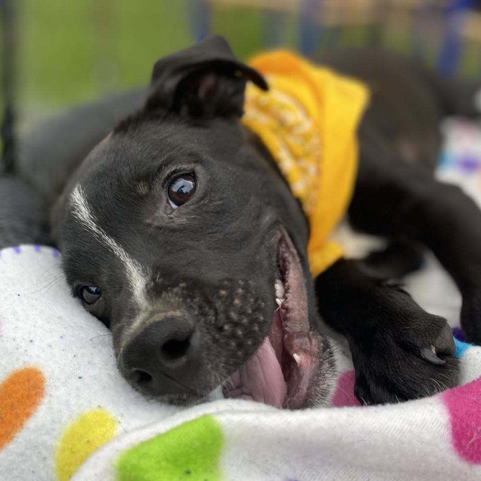 Enlarge Boomer, a Adoptable Mixed Breed in Parrish, AL image 3/6