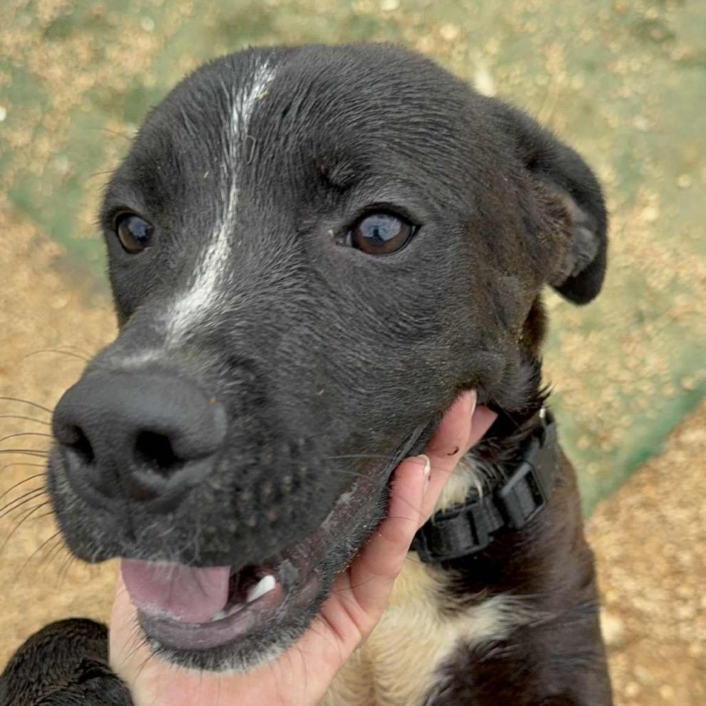 Enlarge Boomer, a Adoptable Mixed Breed in Parrish, AL image 4/6