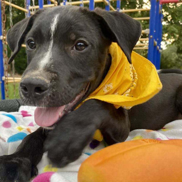 Enlarge Boomer, a Adoptable Mixed Breed in Parrish, AL image 5/6