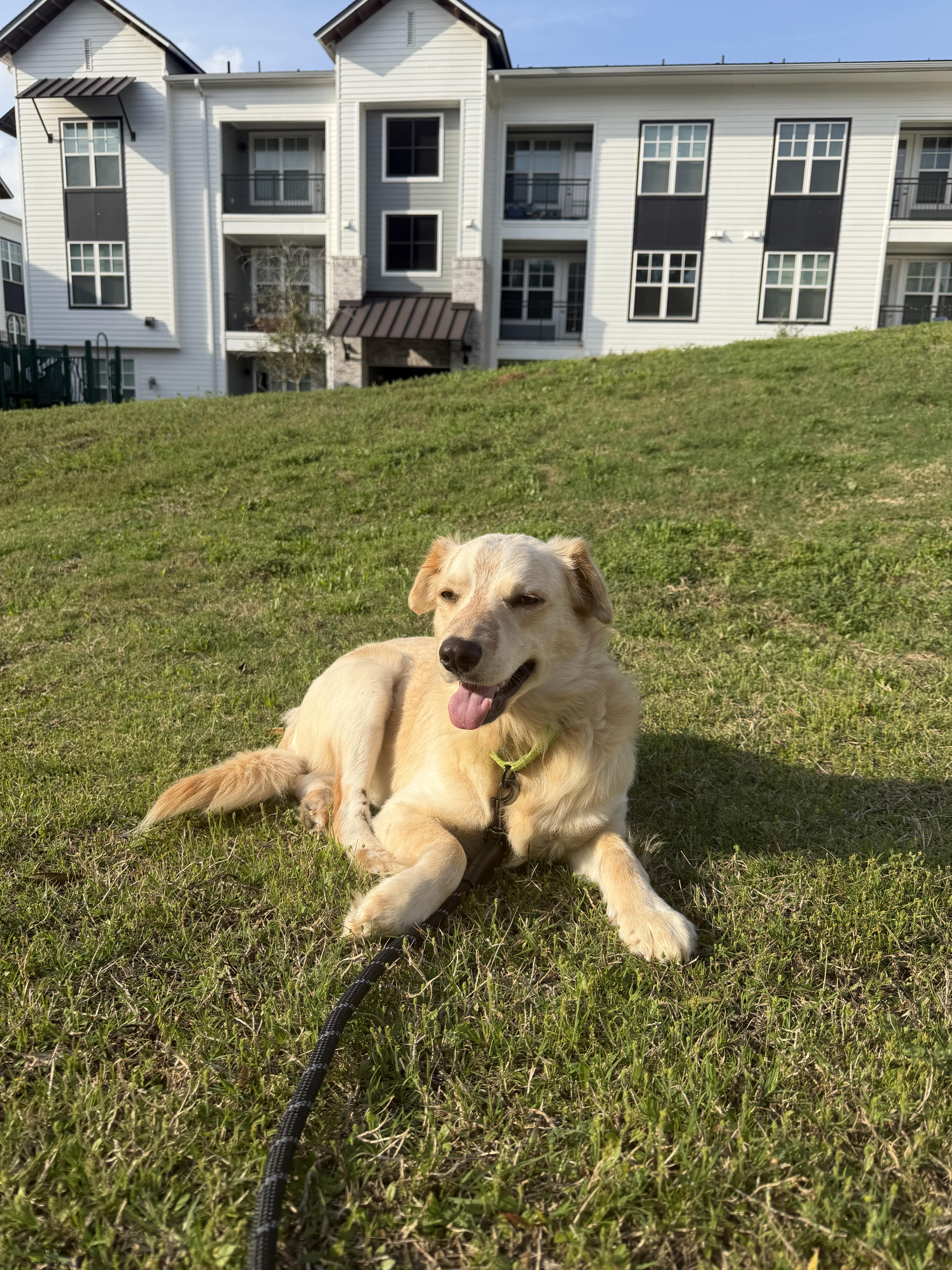 Enlarge Rugby, an adopted mixed breed in Staunton, VA image 1/6