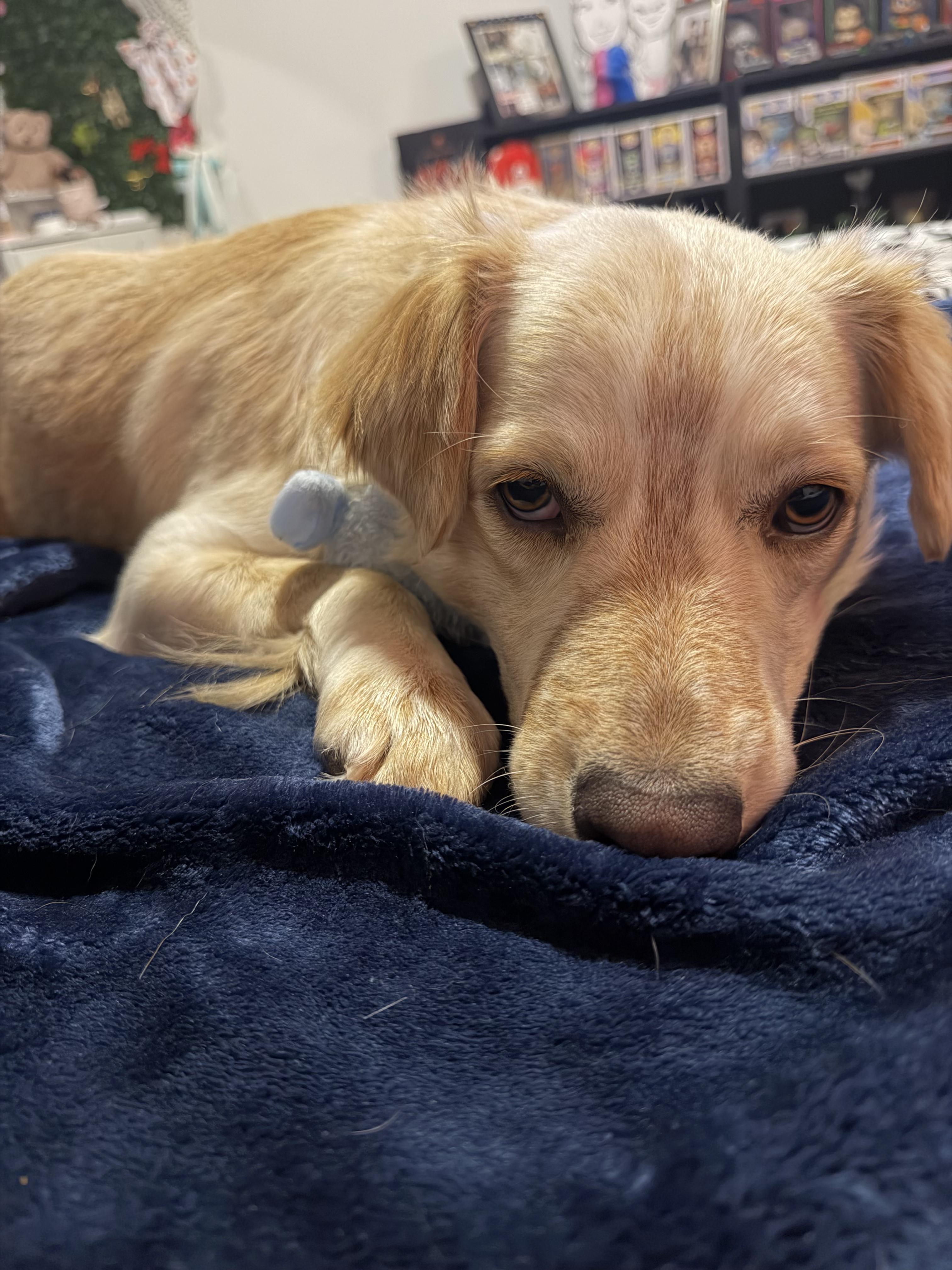 Enlarge Rugby, an adopted mixed breed in Staunton, VA image 3/6