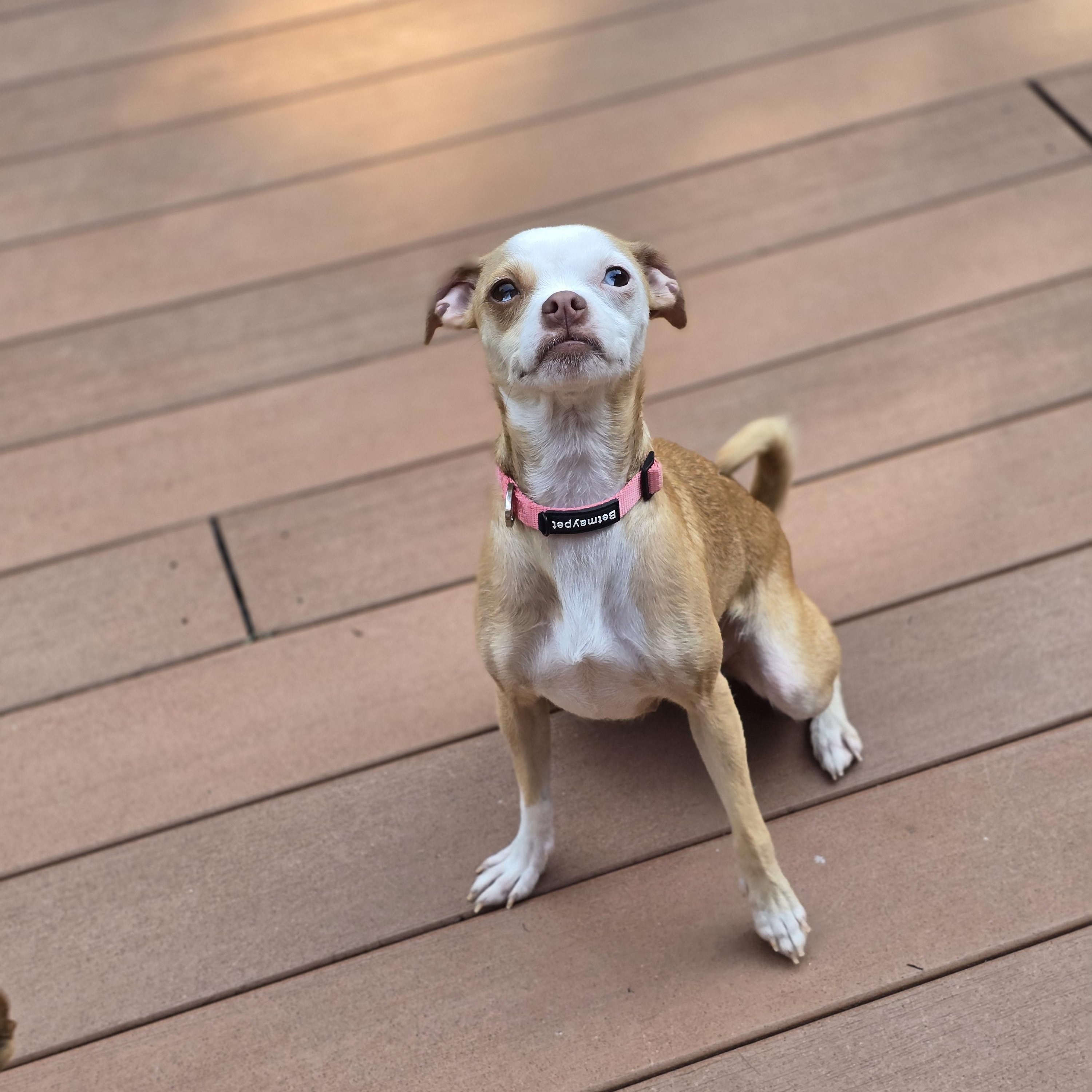 Enlarge Harper, a Adoptable mixed breed in Buckley, WA image 2/6
