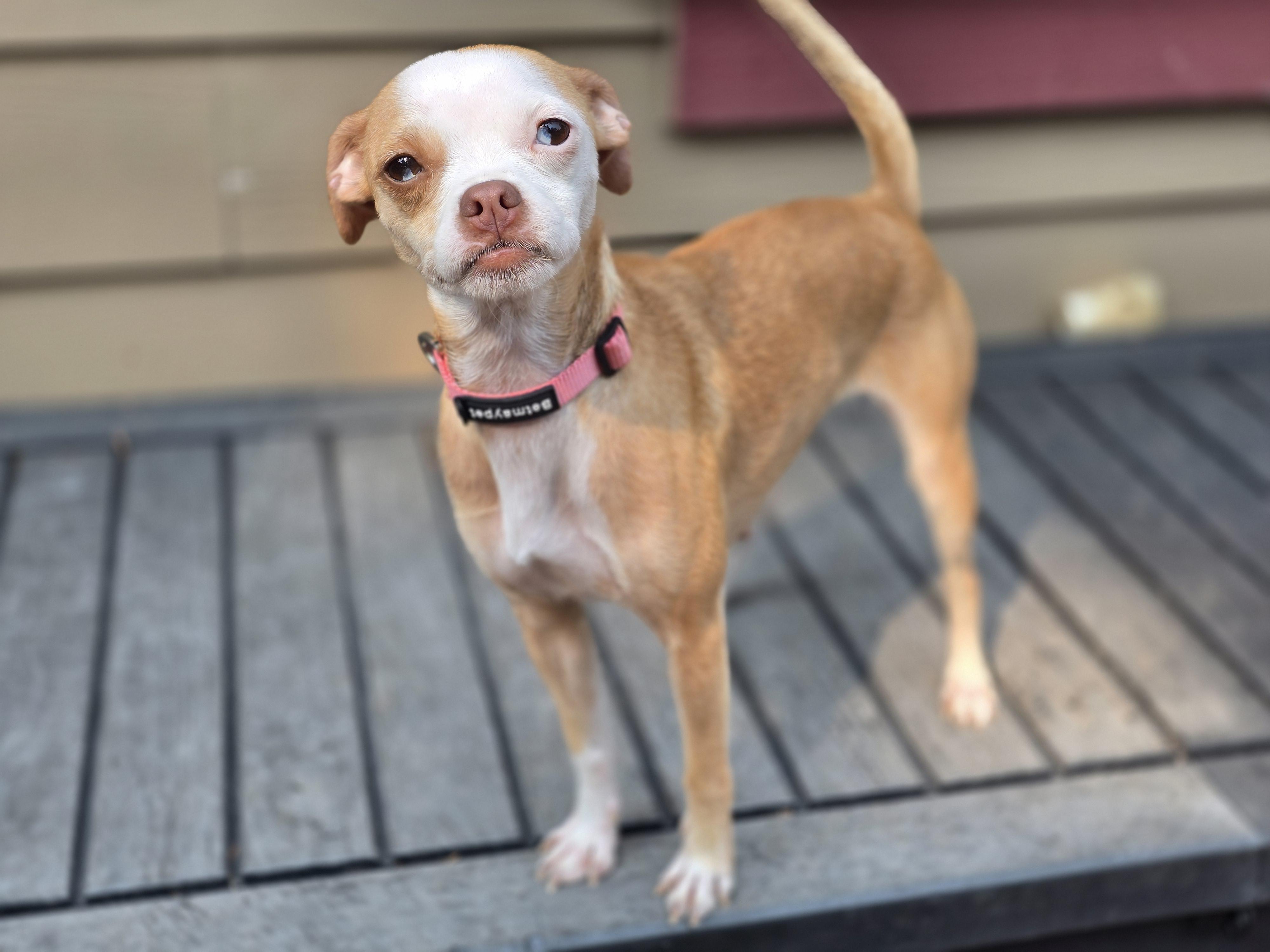 Enlarge Harper, a Adoptable mixed breed in Buckley, WA image 5/6