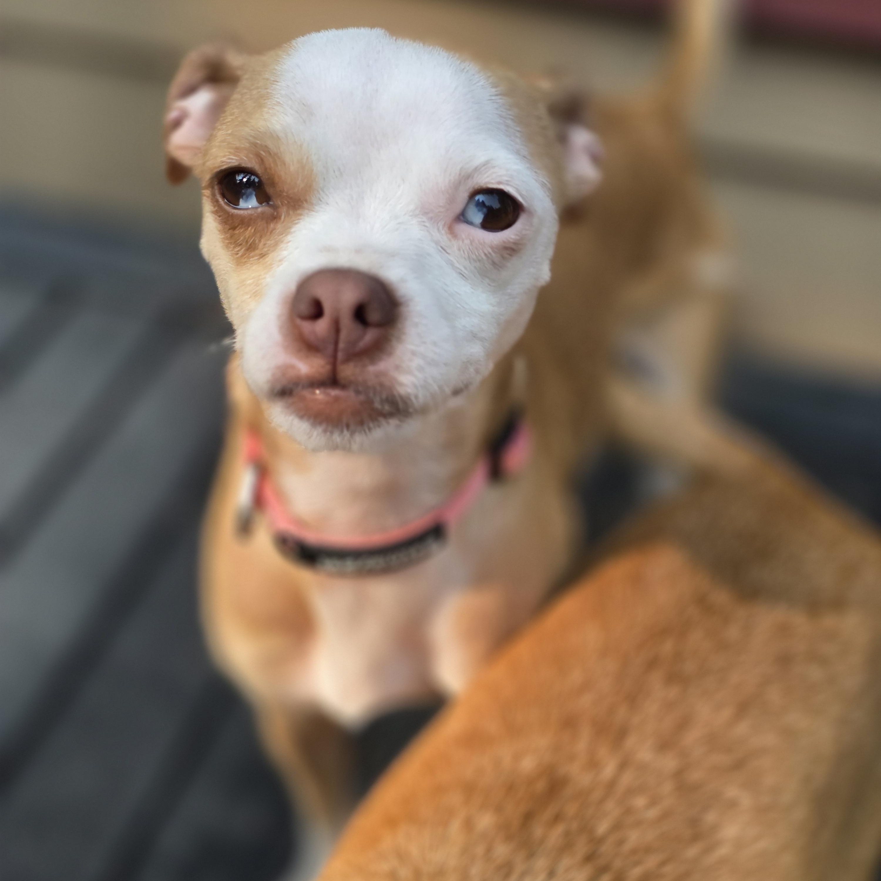 Enlarge Harper, a Adoptable mixed breed in Buckley, WA image 6/6