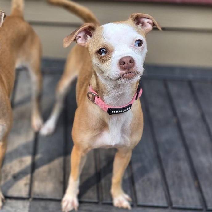Enlarge Harper, a Adoptable mixed breed in Buckley, WA image 1/6