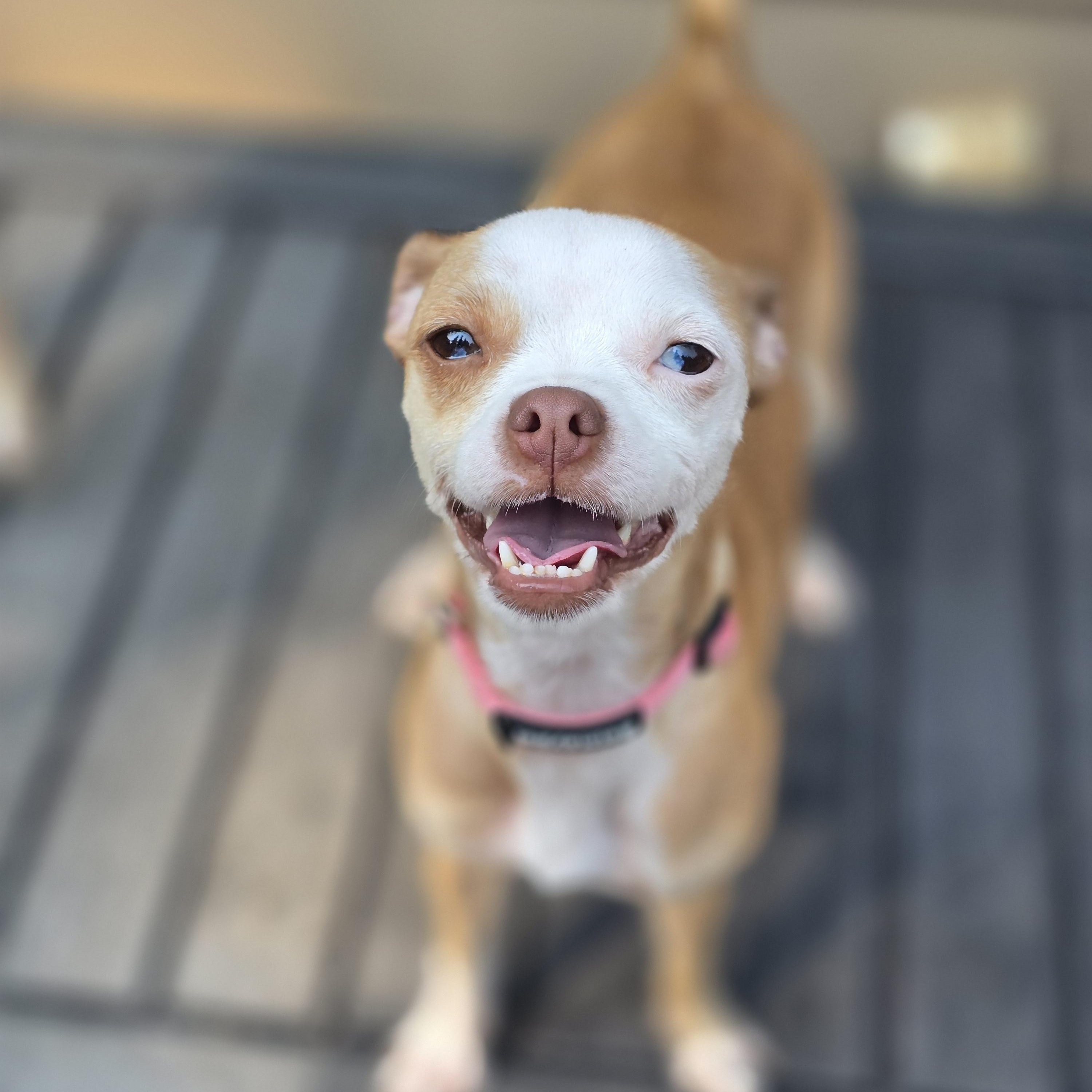 Enlarge Harper, a Adoptable mixed breed in Buckley, WA image 4/6